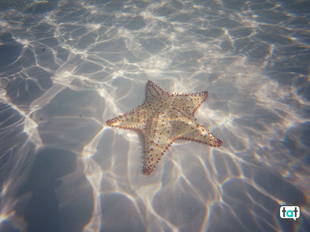 Cuba stella marina