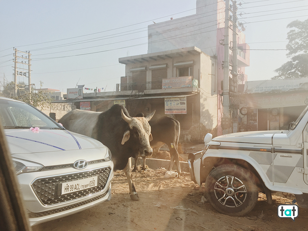 Mucche a Nuova Delhi
