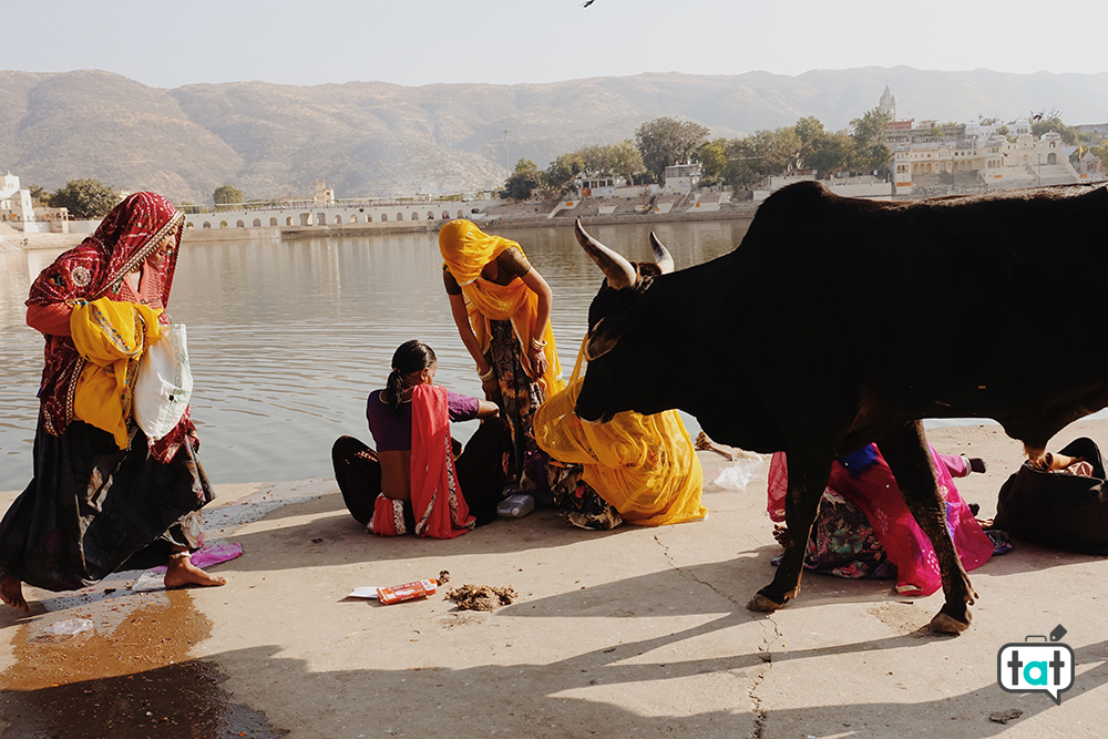 Mucche a Pushkar